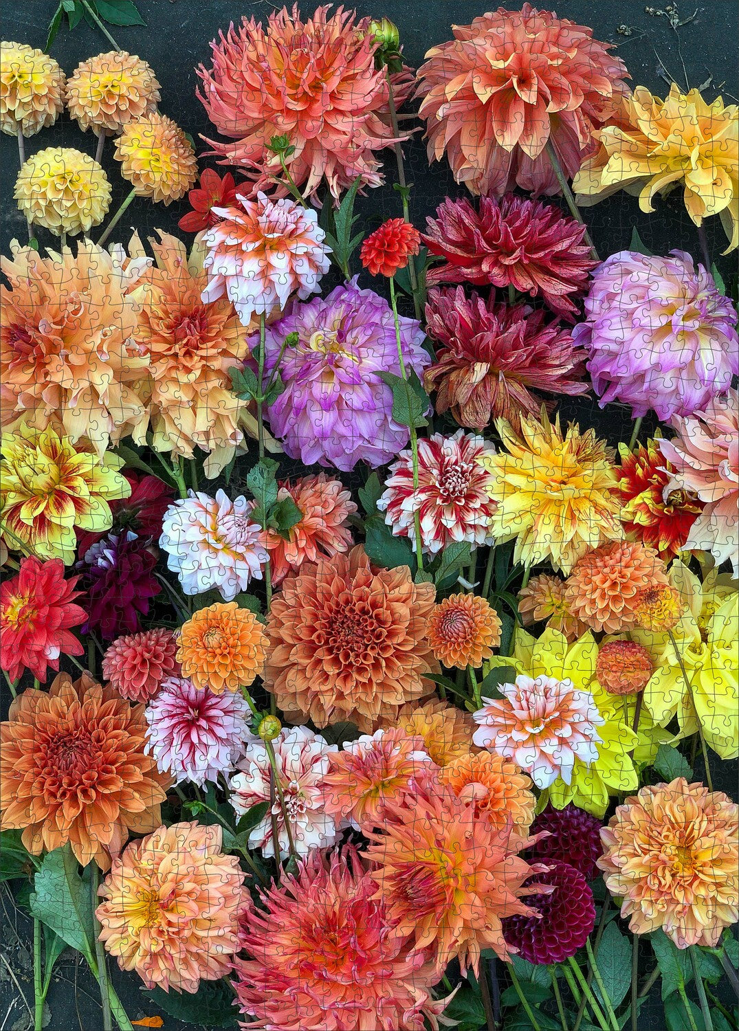 1000 Piece Puzzle, Hello, Dahlias! Artisan/Workman Publishing