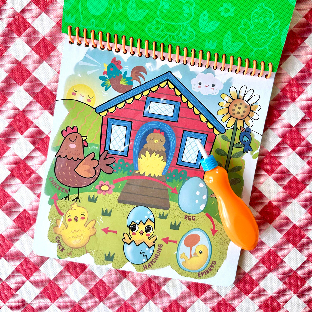 Splash-Tastic Life Cycles