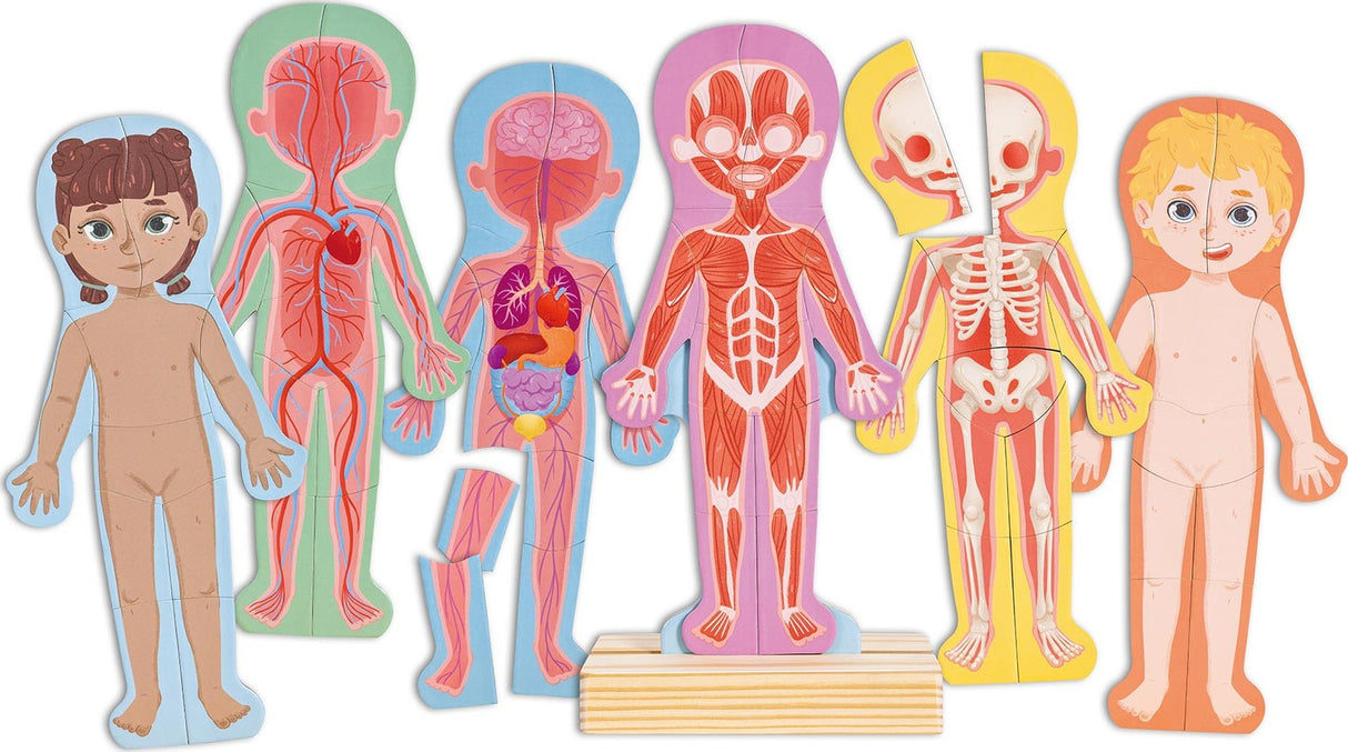 Human Body Magnetic Puzzle Hape
