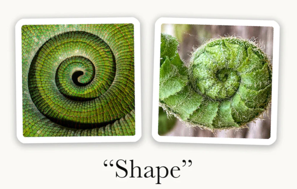 OuiSi Nature: Games of Visual Connection OuiSi