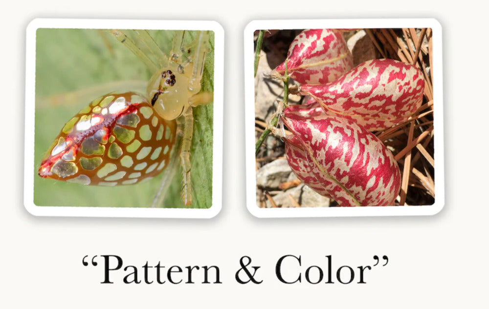 OuiSi Nature: Games of Visual Connection OuiSi