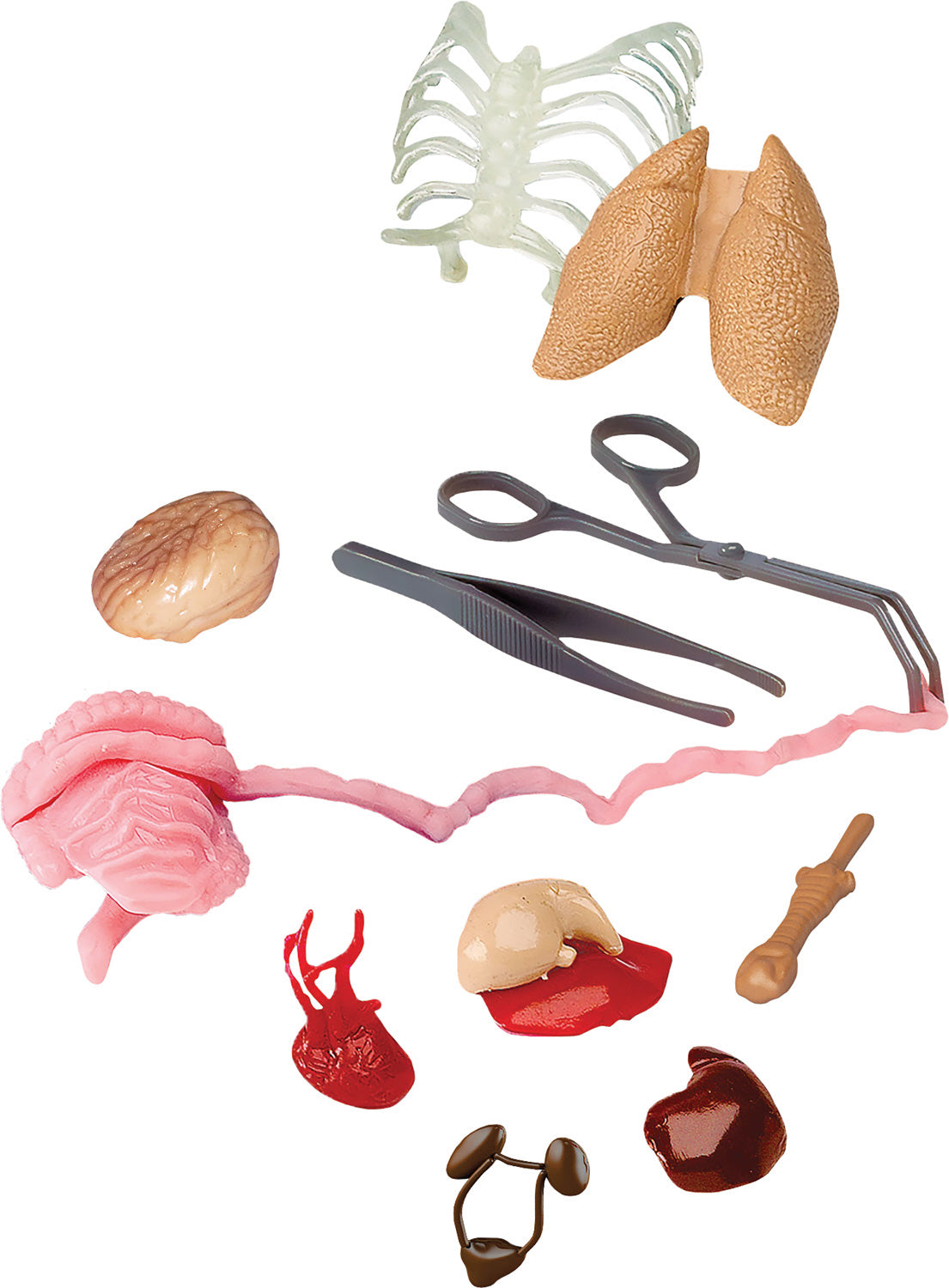 Smart Lab Squishy Human Body