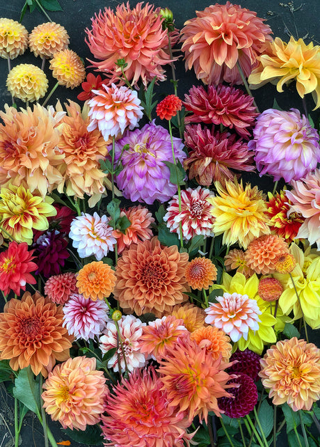 Hello, Dahlias! 1,000-Piece Puzzle