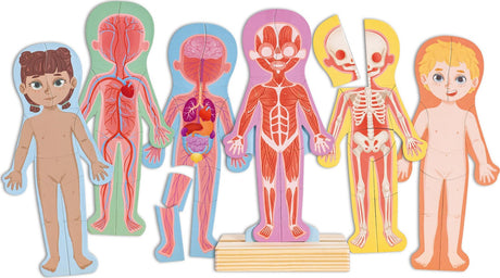 Human Body Magnetic Puzzle