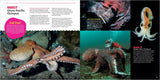 The Incredible Octopus: Meet the Eight-Armed Wonder of the Sea