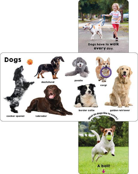 Pets (Slide & Surprise!)