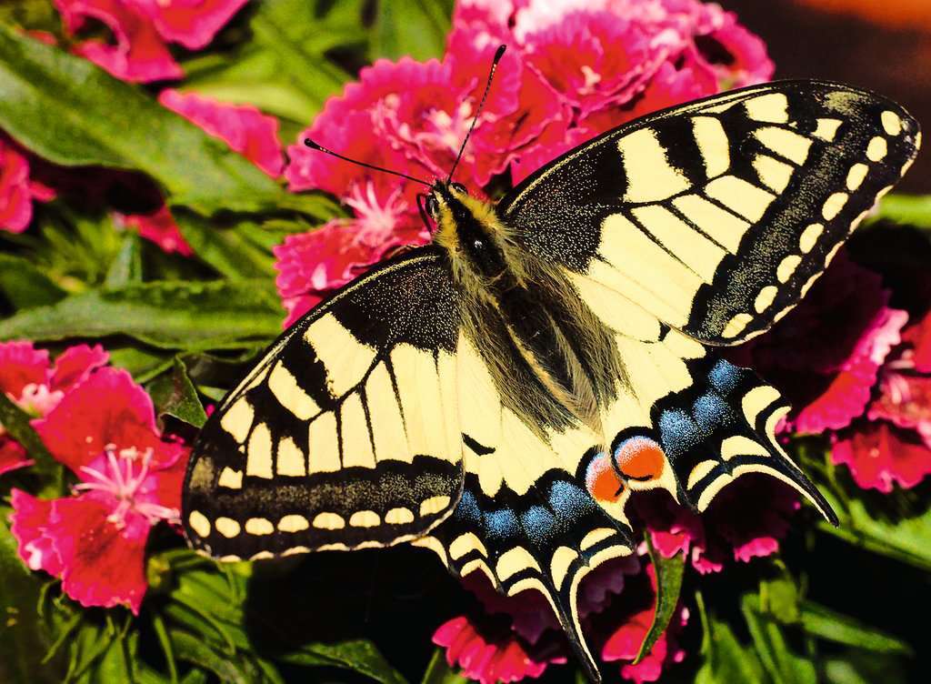 Butterfly Puzzle (500 pc)