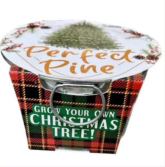 Perfect Pine - Grow Your Own Christmas Tree